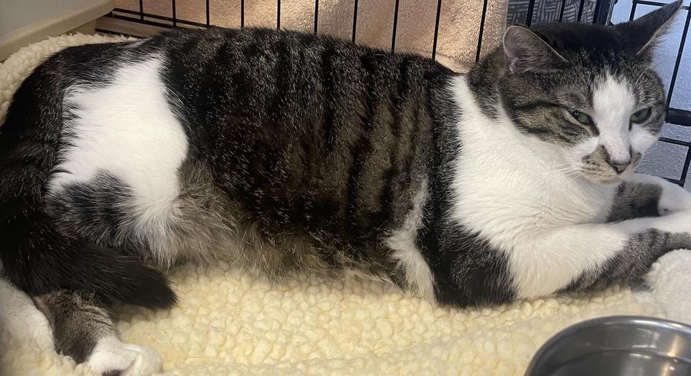 W2 Strawberry, Adoptable, Adult Female Domestic Short Hair.