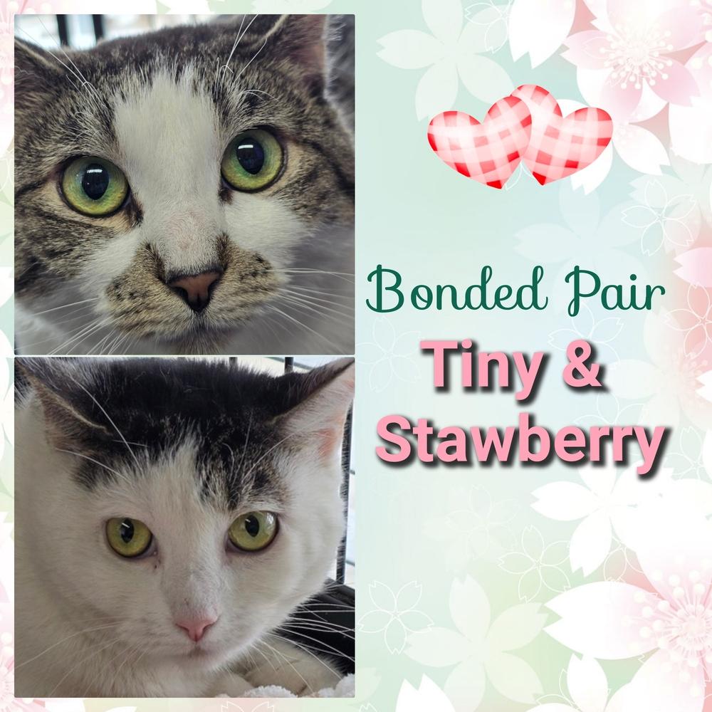 W2 Strawberry, a Adoptable mixed breed in Southbury, CT image 2/6