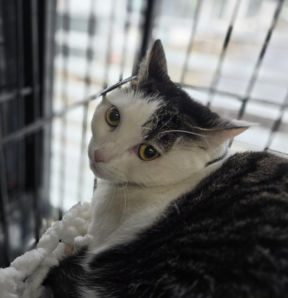 W2 Strawberry, a Adoptable mixed breed in Southbury, CT image 3/6