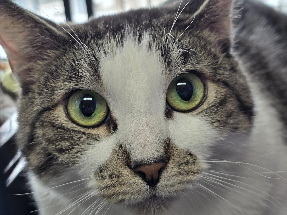 W2 Strawberry, a Adoptable mixed breed in Southbury, CT image 4/6