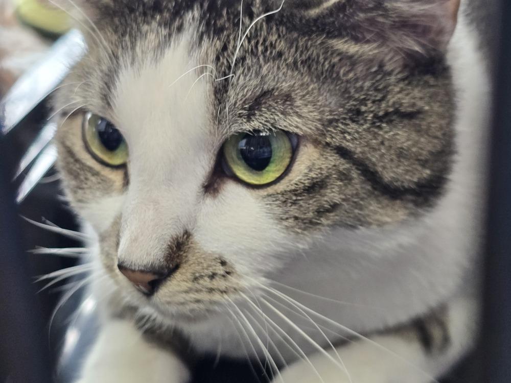 W2 Strawberry, a Adoptable mixed breed in Southbury, CT image 6/6