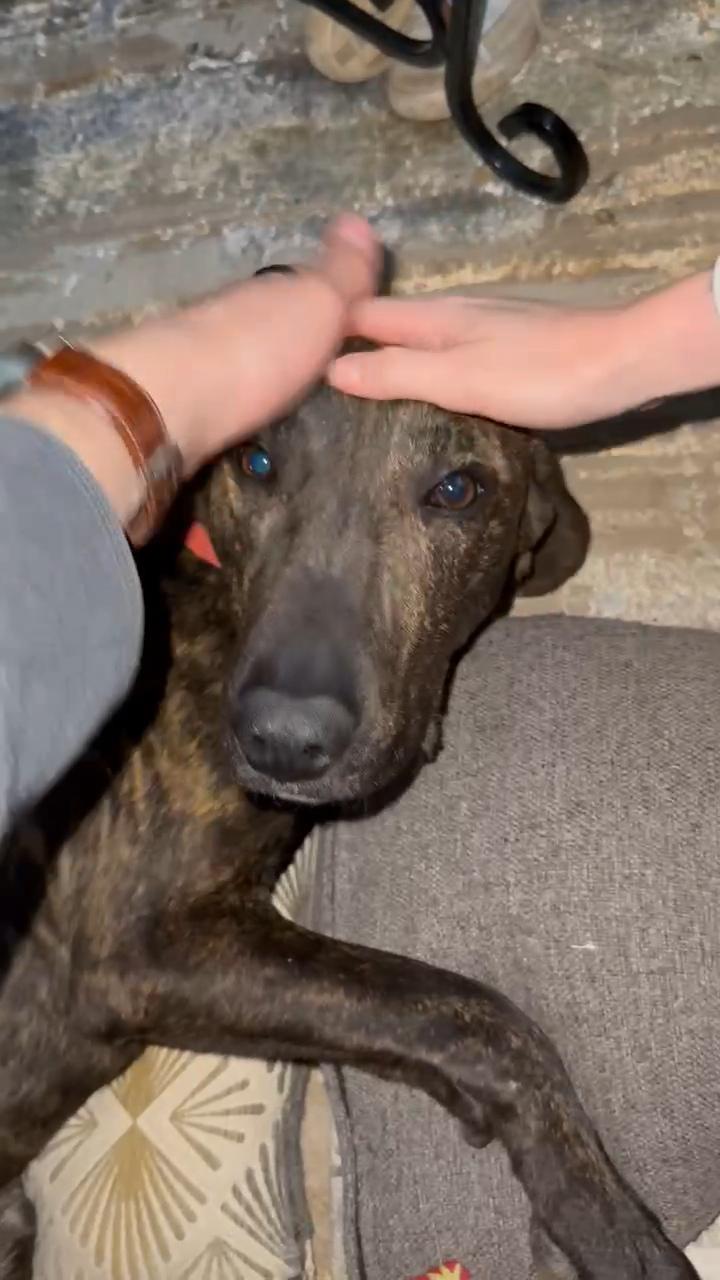 Enlarge Jacob, a Adoptable Plott Hound in Franklin, NC image 5/5