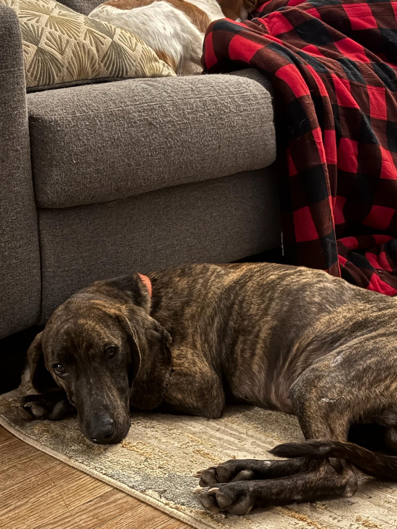 Enlarge Jacob, a Adoptable Plott Hound in Franklin, NC image 3/5