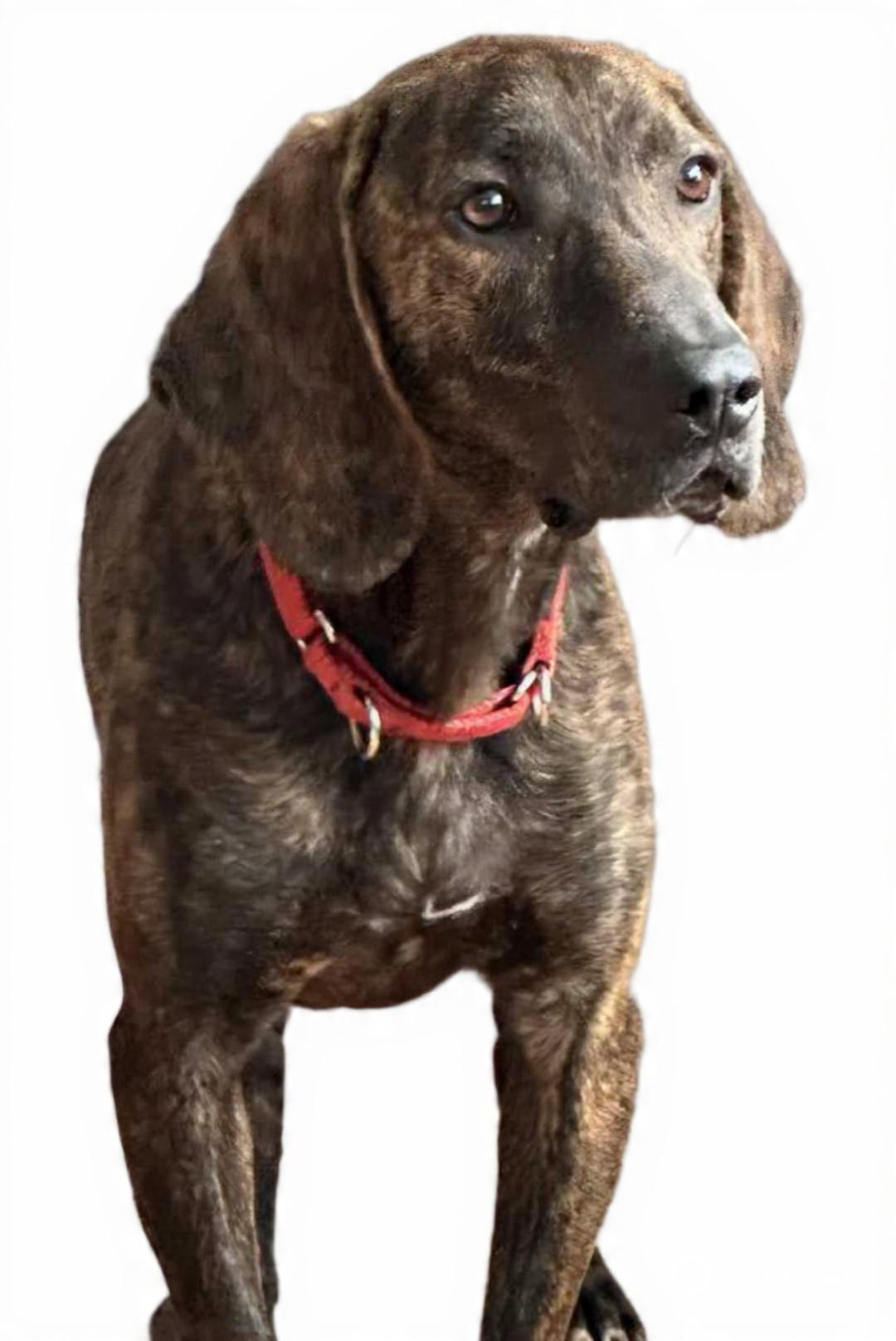 Enlarge Jacob, a Adoptable Plott Hound in Franklin, NC image 2/5