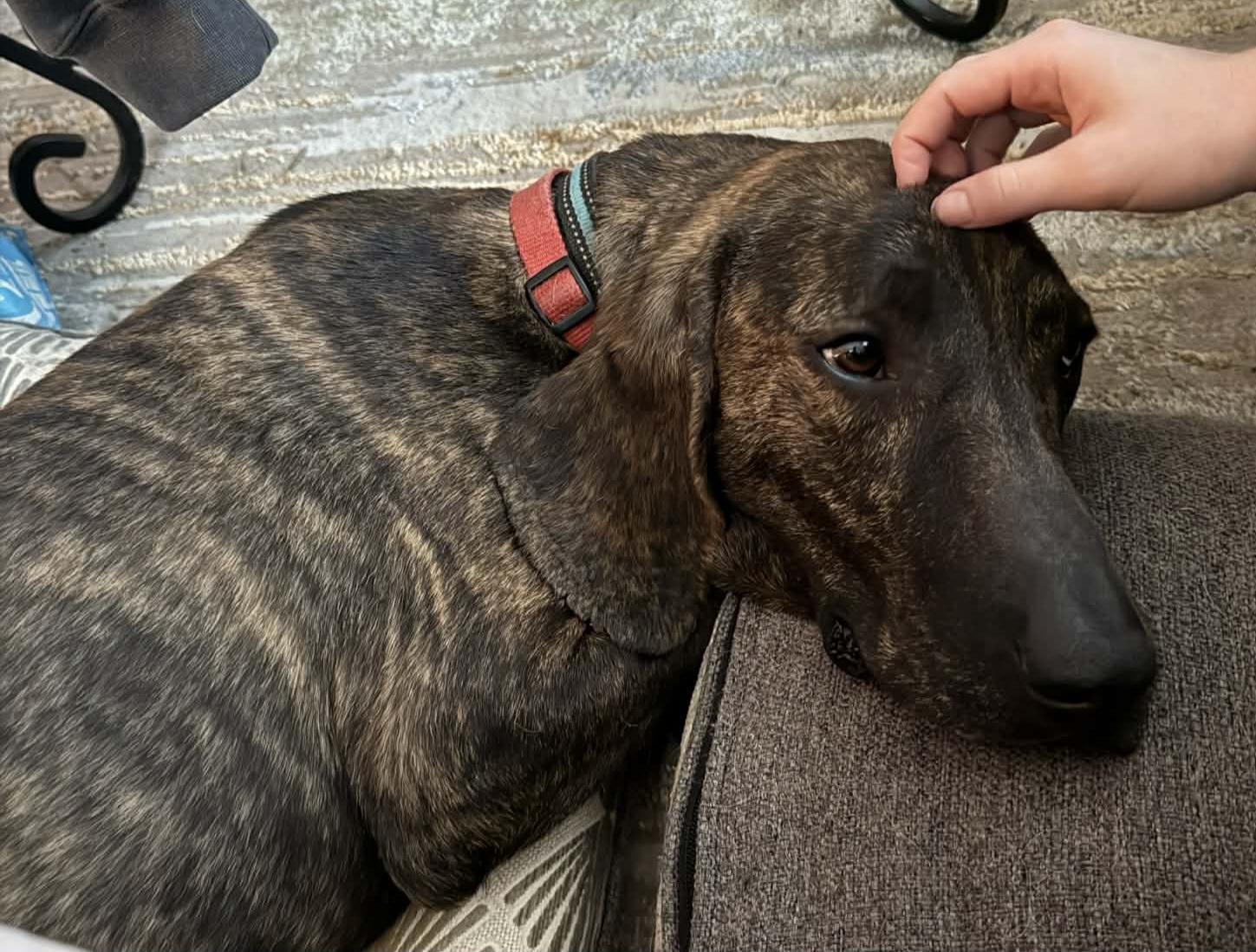 Enlarge Jacob, a Adoptable Plott Hound in Franklin, NC image 1/5