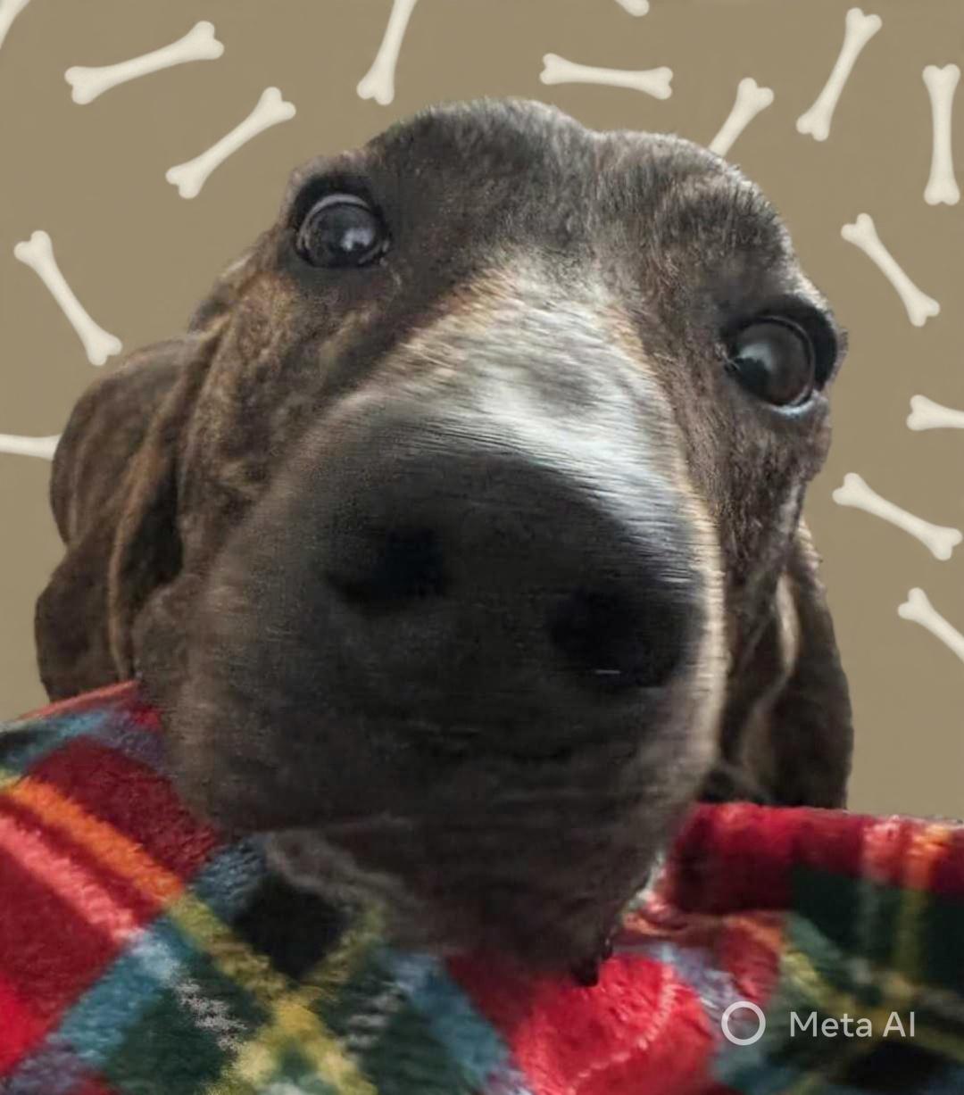 Enlarge Jacob, a Adoptable Plott Hound in Franklin, NC image 4/5