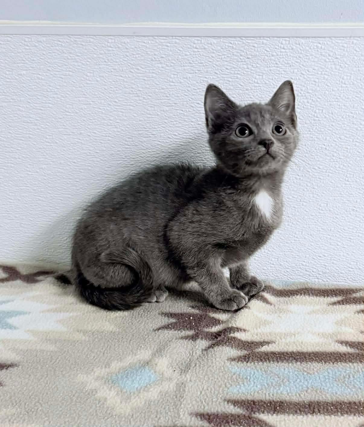 Stormi, an adopted Domestic Short Hair in Kannapolis, NC image 5/5