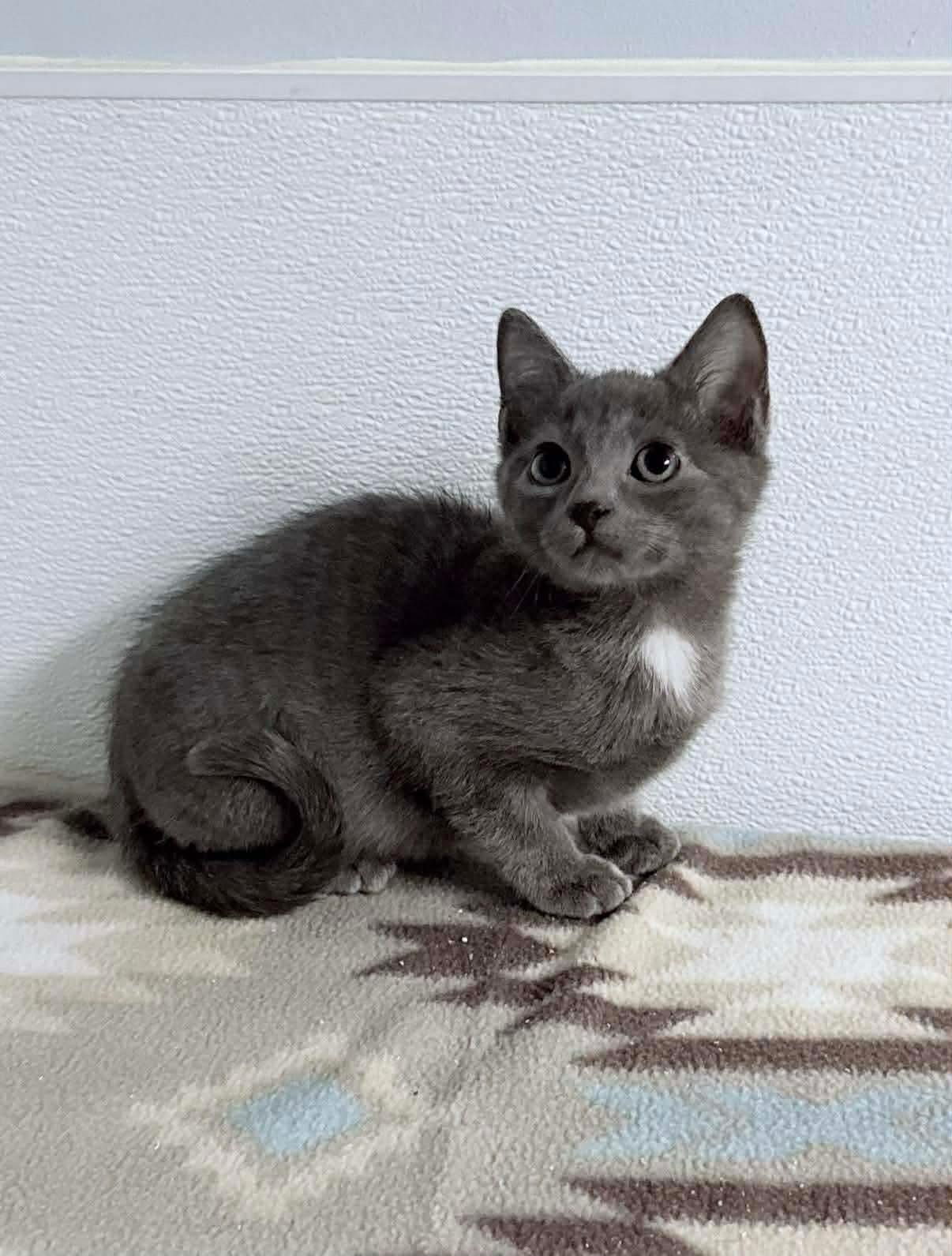 Stormi, adopted, Kitten Female Domestic Short Hair.