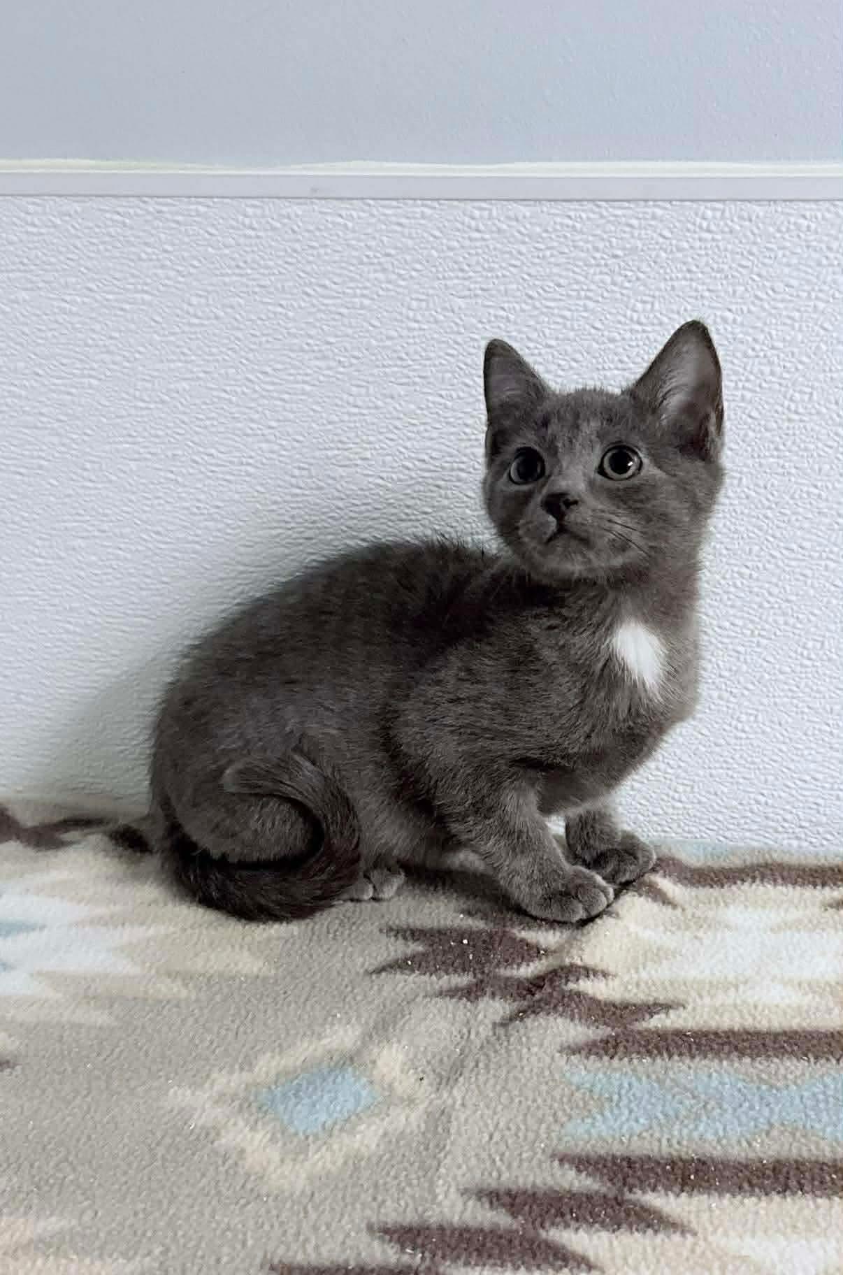 Stormi, an adopted Domestic Short Hair in Kannapolis, NC image 3/5