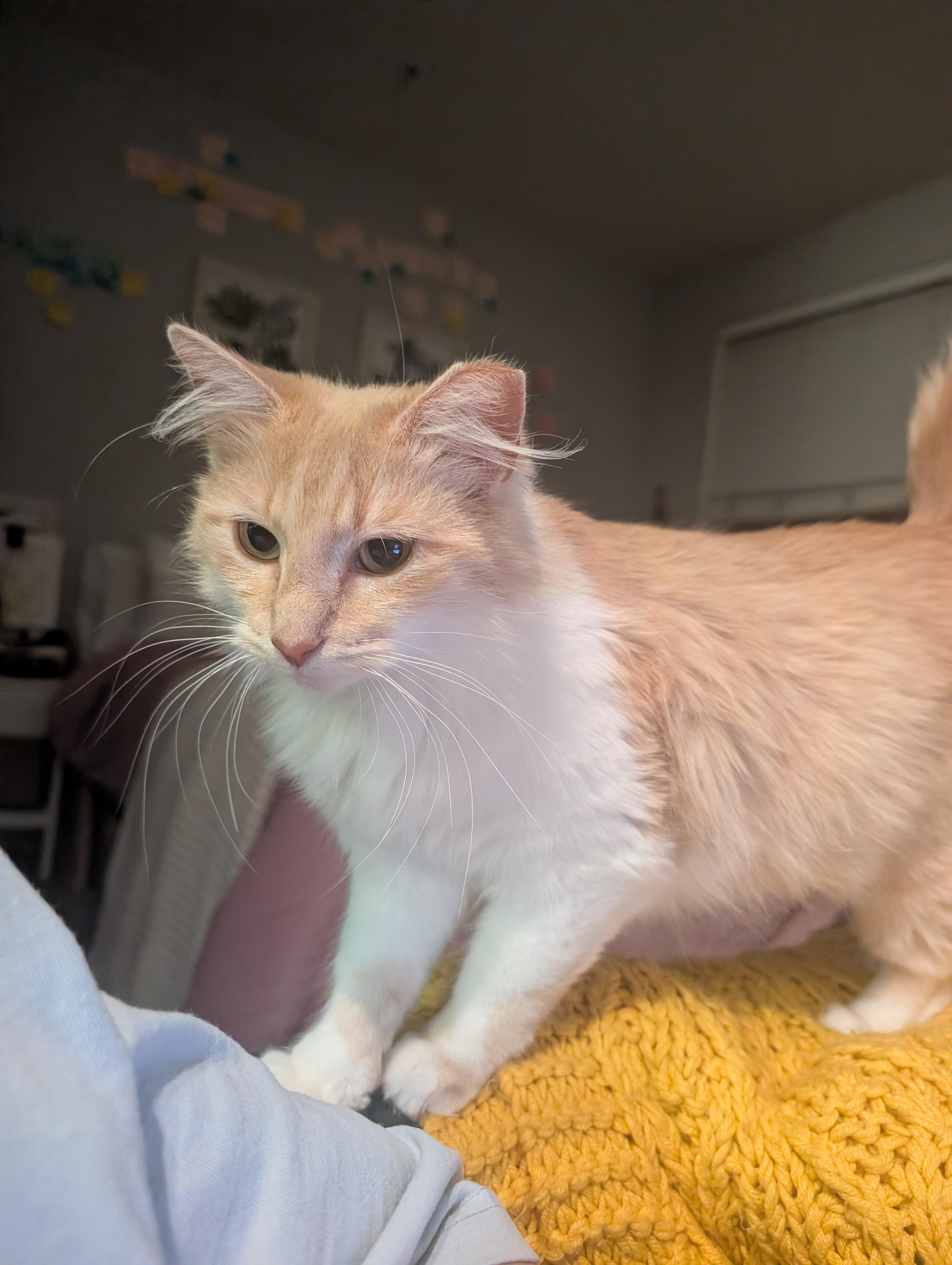 Enlarge Shammy, an adopted Domestic Medium Hair in Los Angeles, CA image 5/5