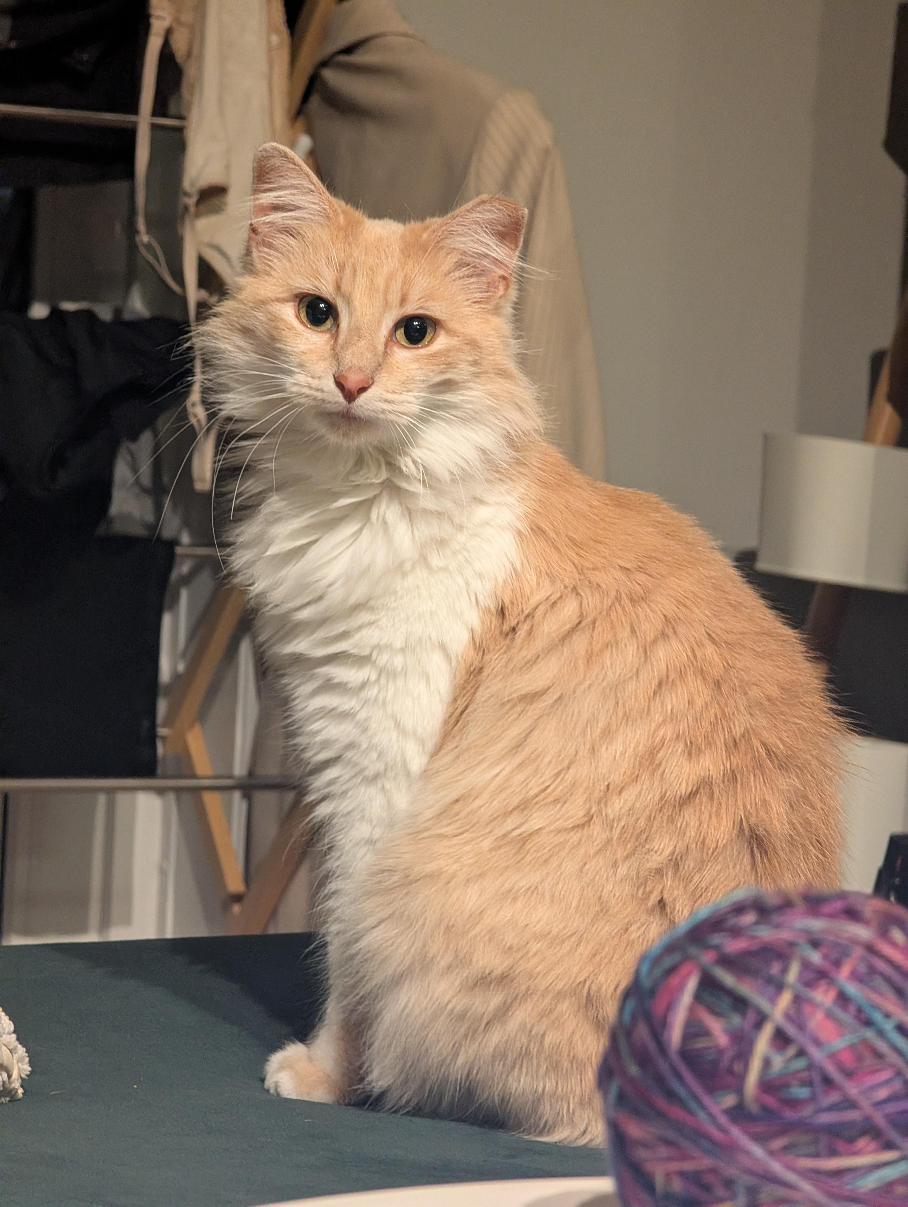 Enlarge Shammy, an adopted Domestic Medium Hair in Los Angeles, CA image 1/5