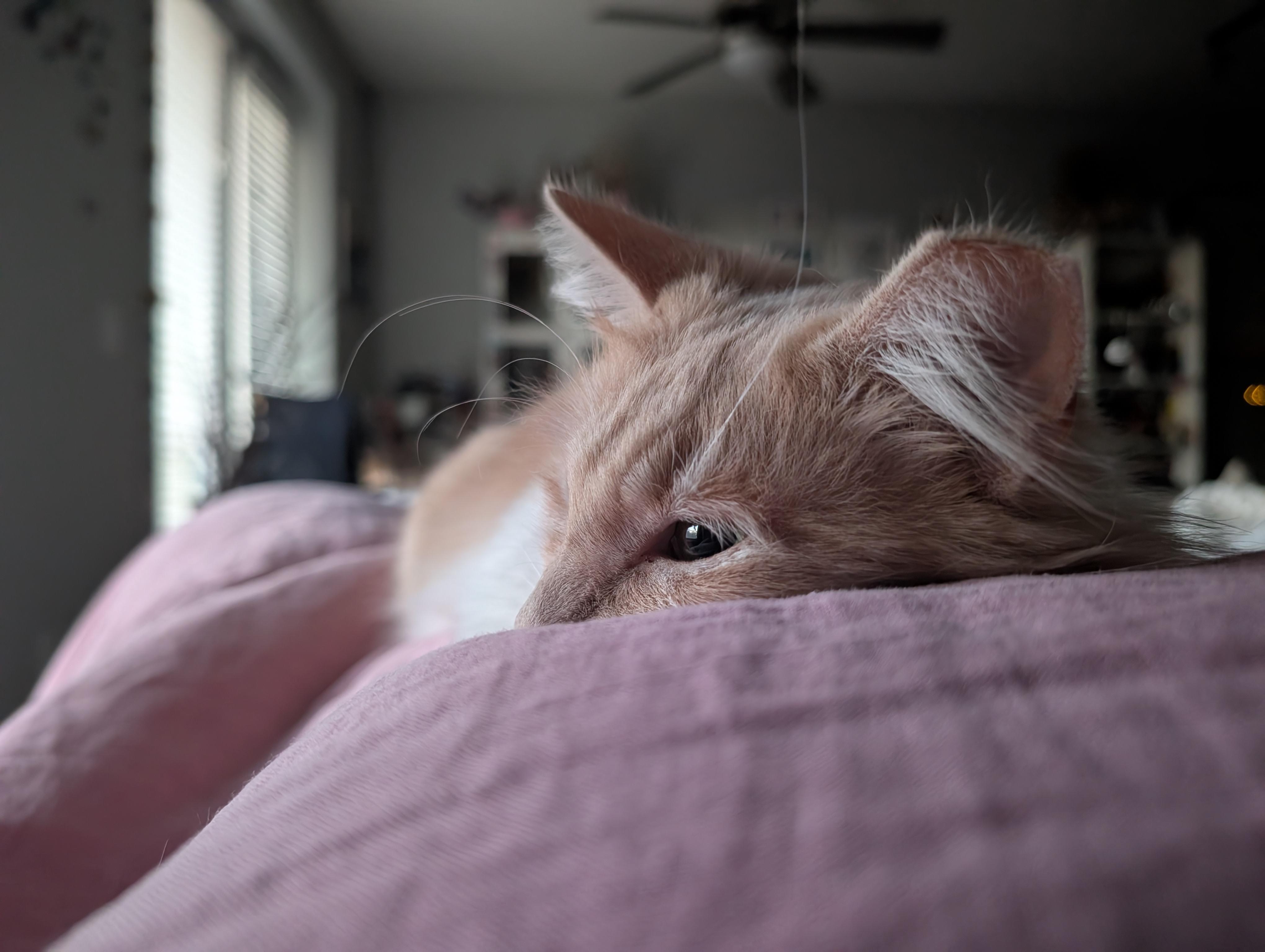 Enlarge Shammy, an adopted Domestic Medium Hair in Los Angeles, CA image 3/5