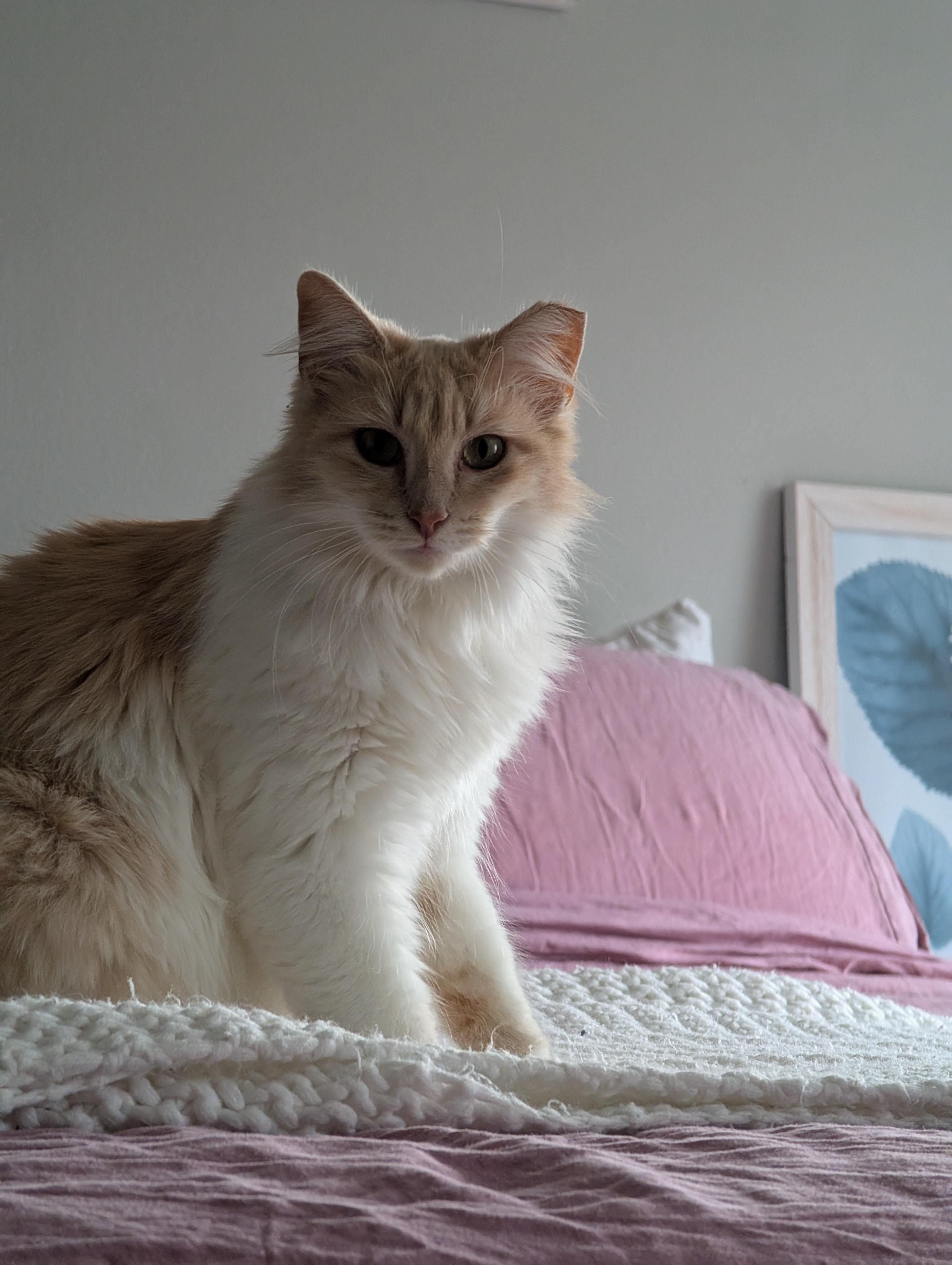 Enlarge Shammy, an adopted Domestic Medium Hair in Los Angeles, CA image 2/5