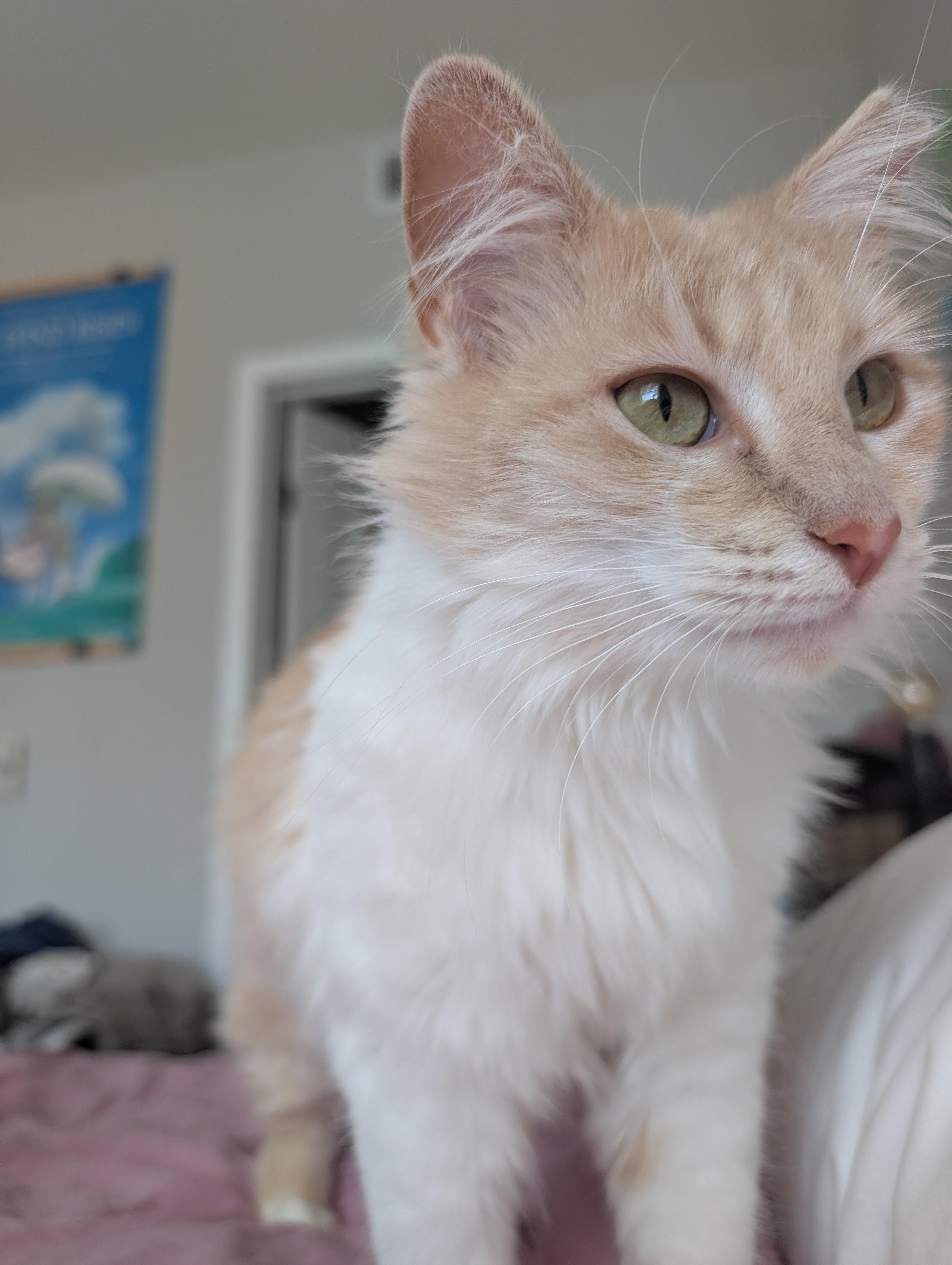 Enlarge Shammy, an adopted Domestic Medium Hair in Los Angeles, CA image 4/5