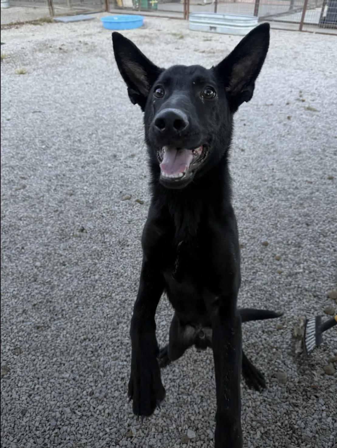 Dracula, adopted, Puppy Male Shepherd.