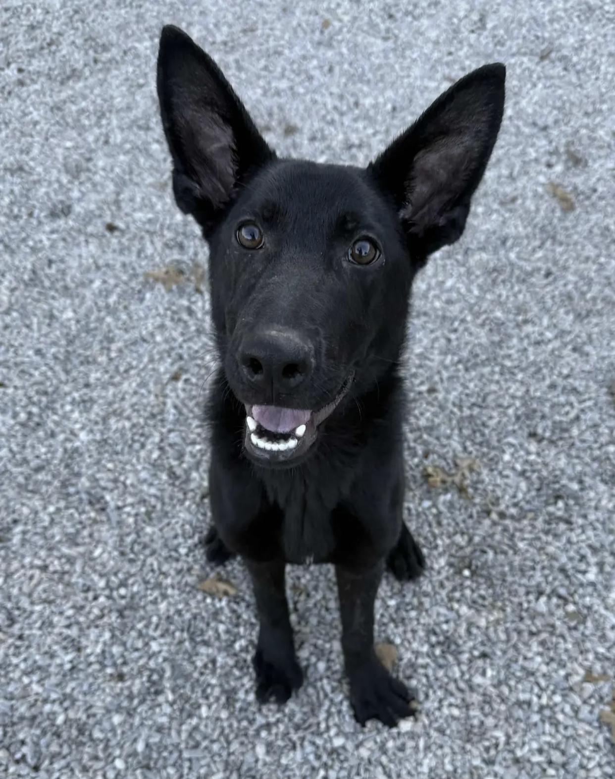 Dracula, an adopted Shepherd in Bethel, VT image 3/3