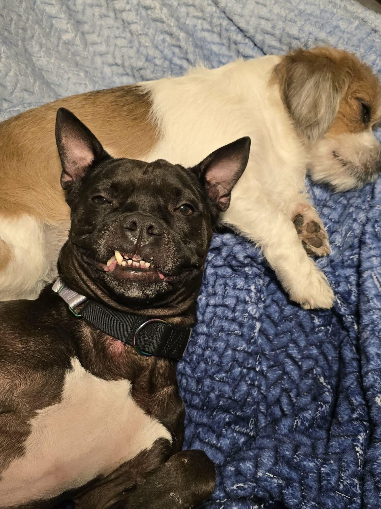 Lady, Adoptable, Adult Female Boxer.