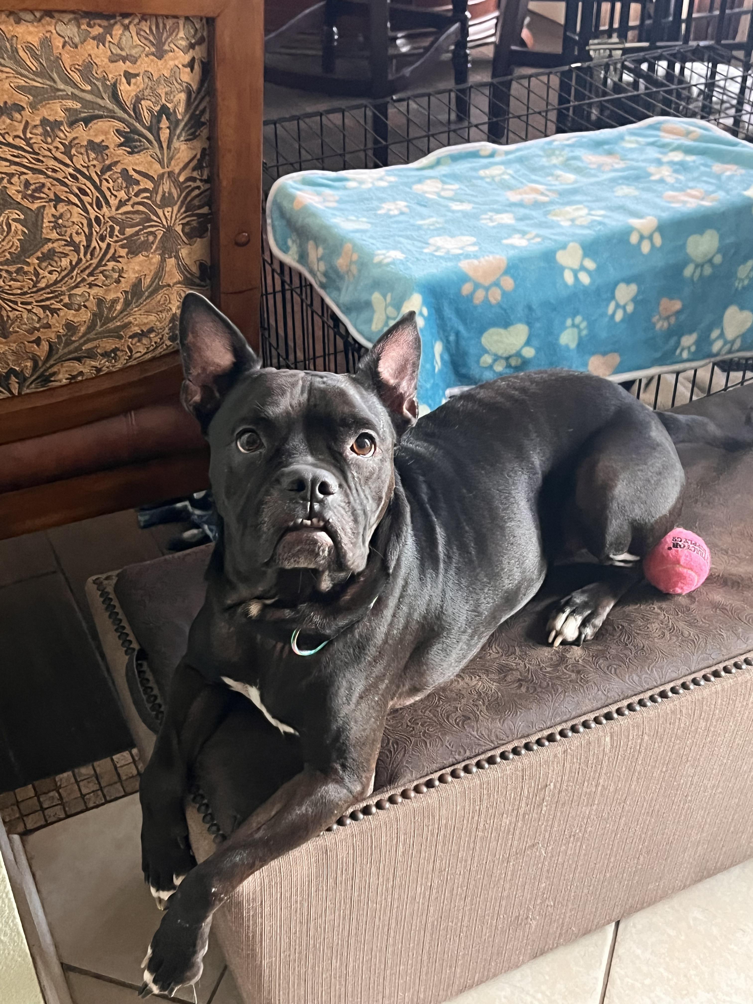 Enlarge Lady, a Adoptable mixed breed in Palm Coast, FL image 2/6