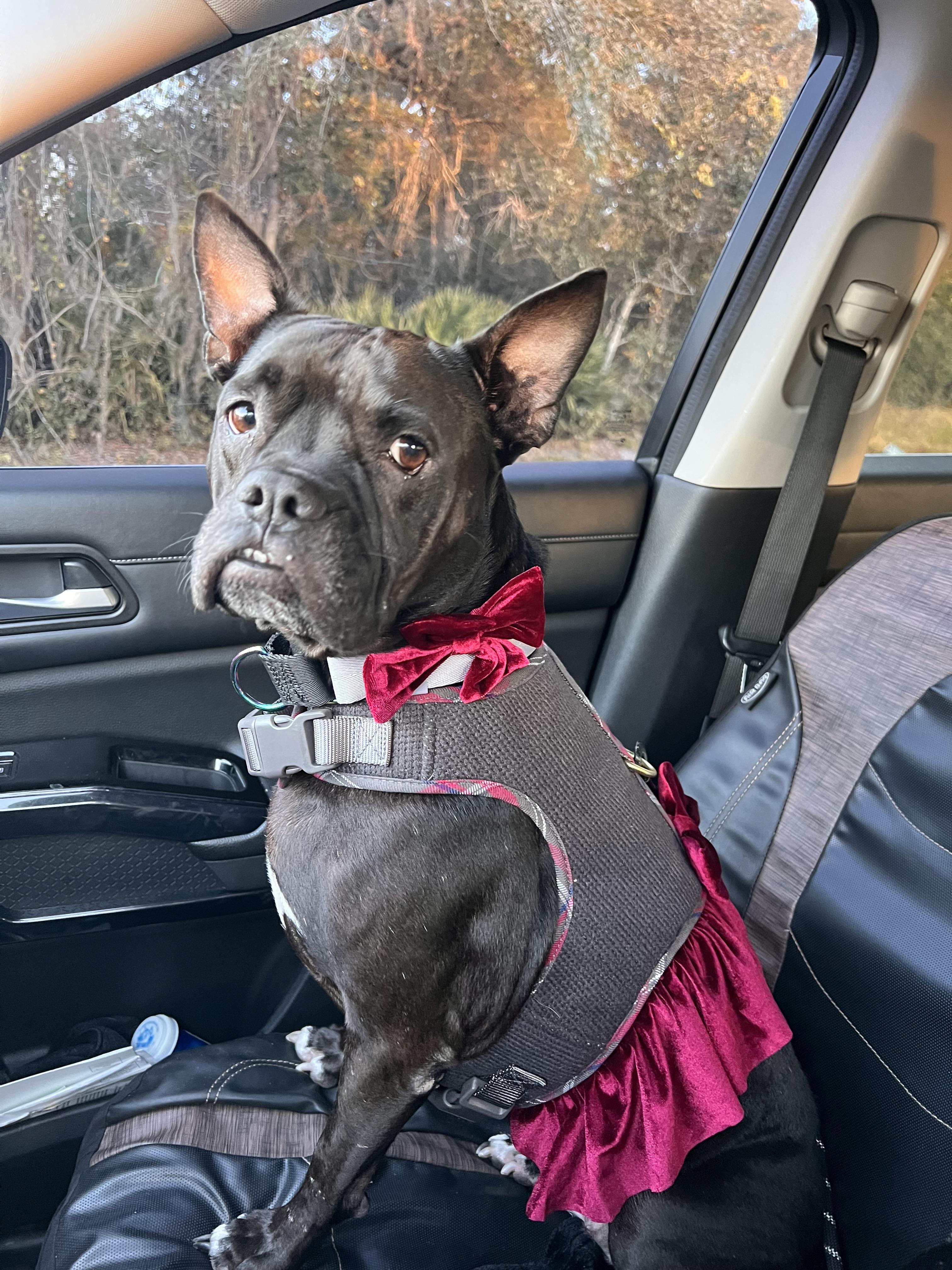 Enlarge Lady, a Adoptable mixed breed in Palm Coast, FL image 3/6