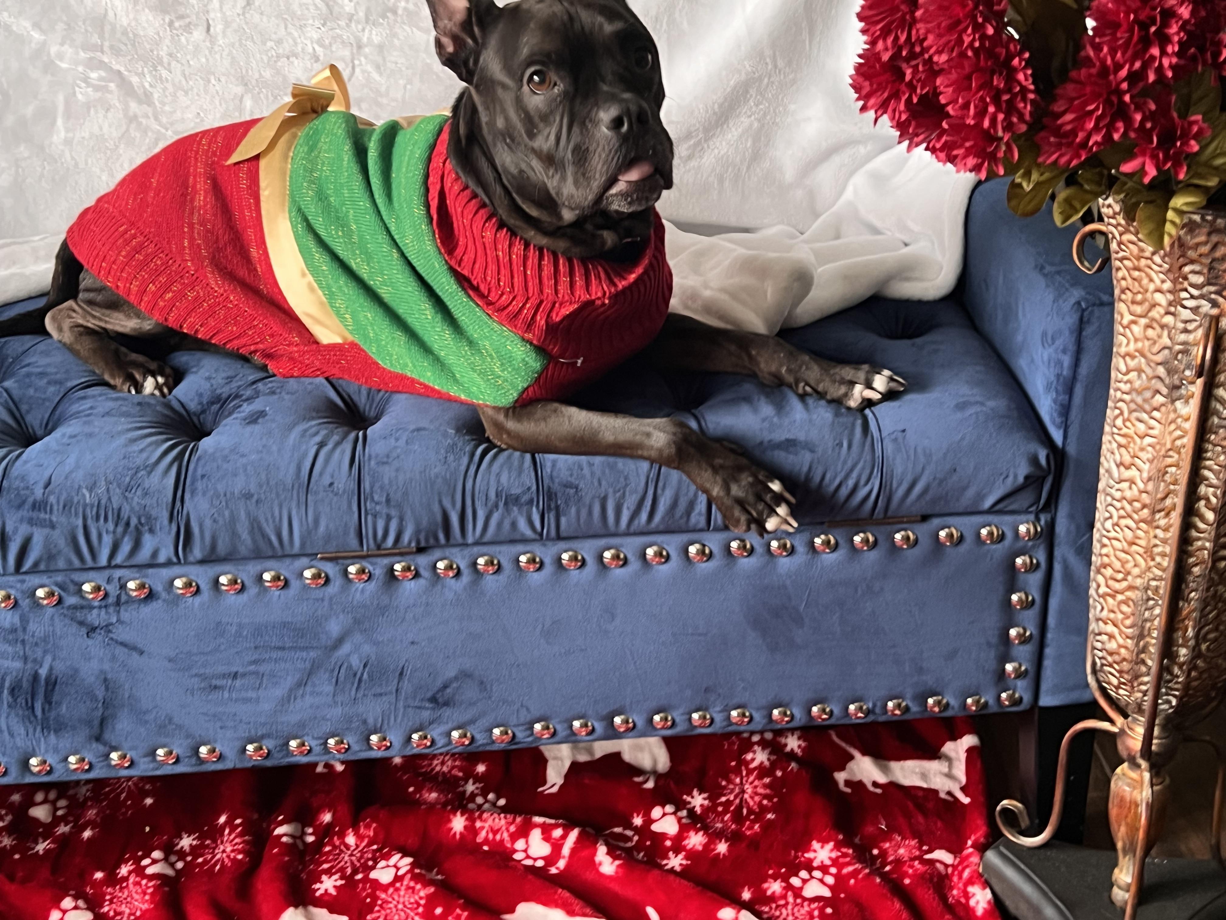 Enlarge Lady, a Adoptable mixed breed in Palm Coast, FL image 4/6