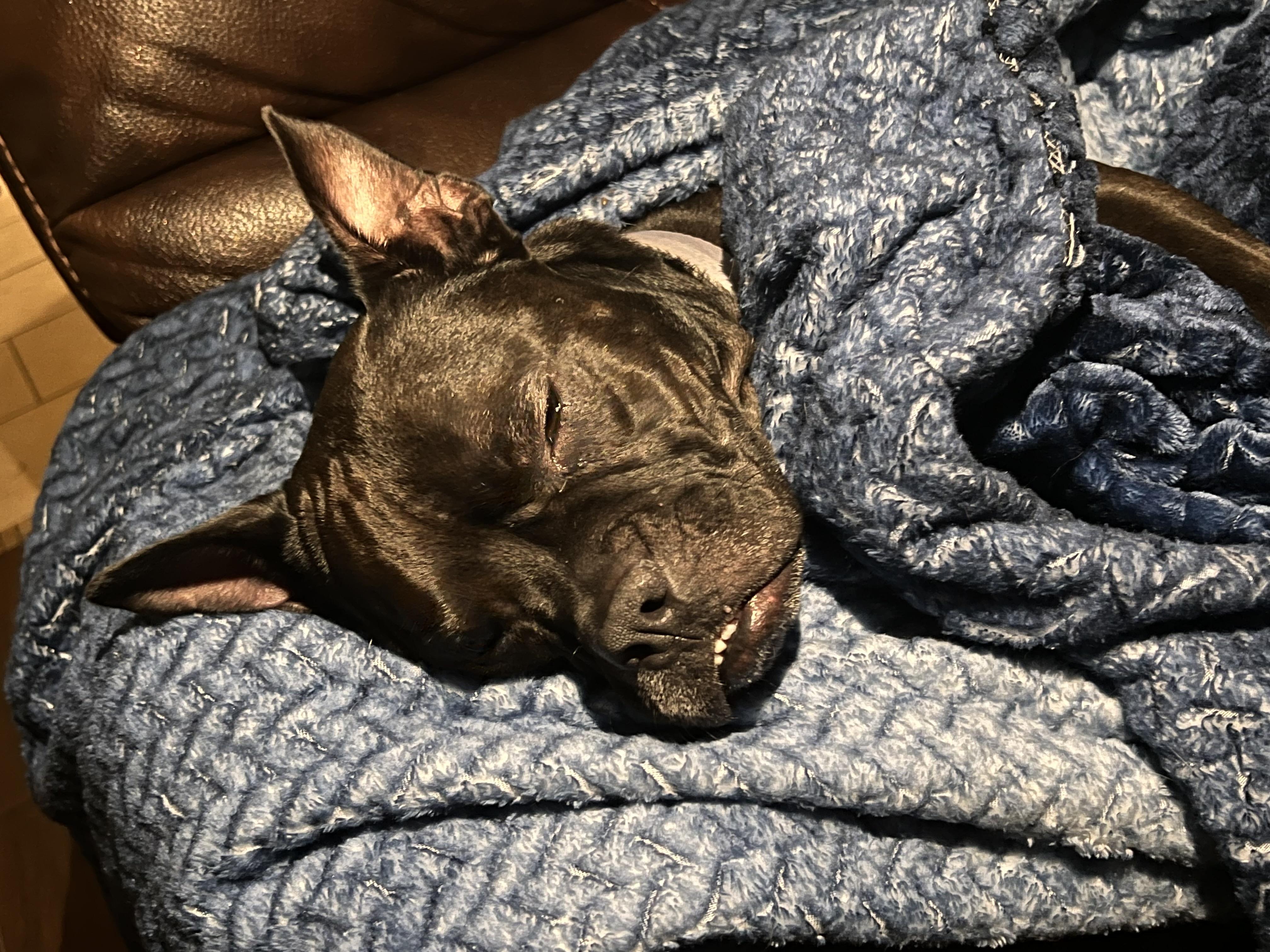 Enlarge Lady, a Adoptable mixed breed in Palm Coast, FL image 6/6