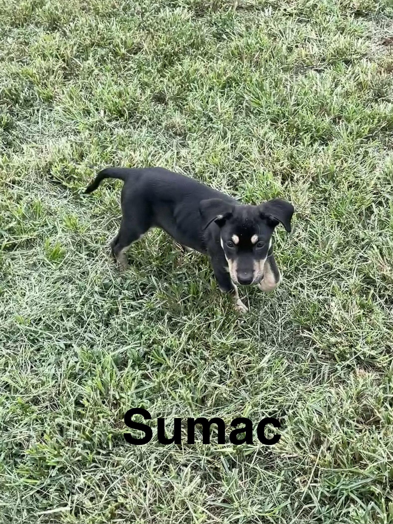 Sumac, Adoptable, Puppy Male Mixed Breed.