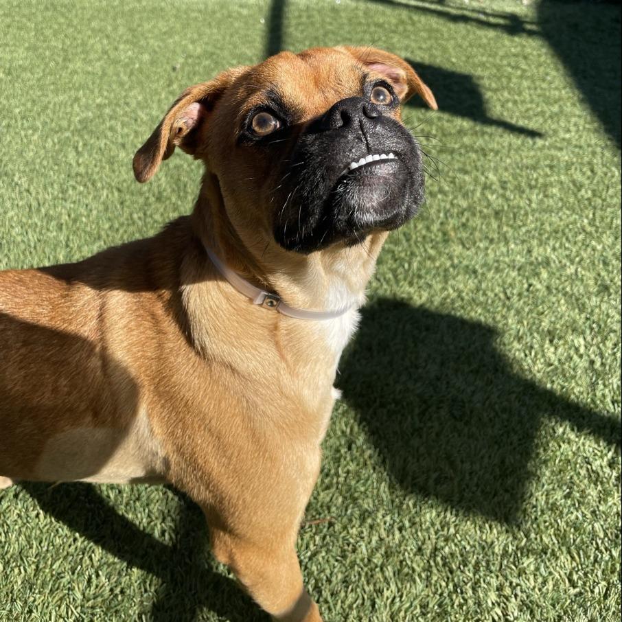 Pugsly, Adoptable, Young Male Pug.