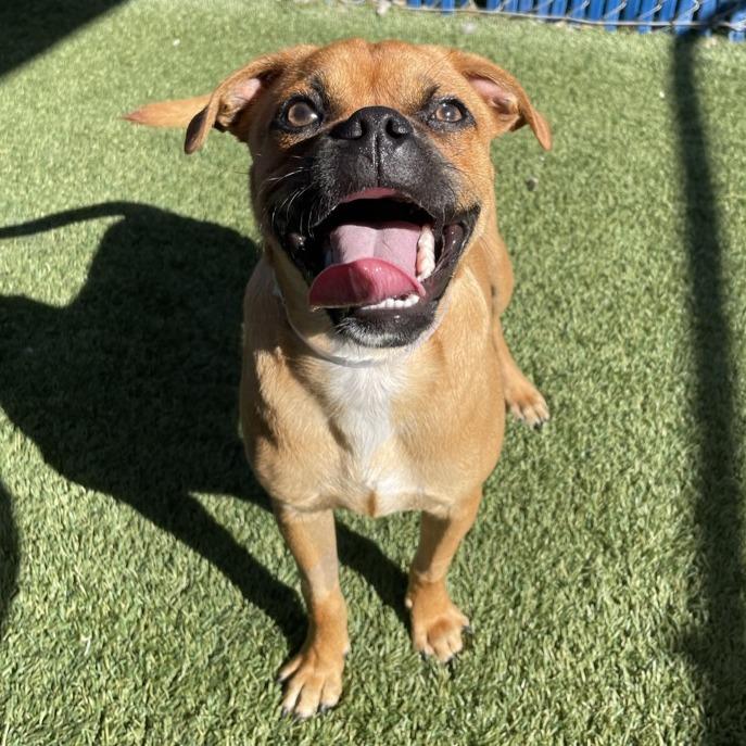 Pugsly, a Adoptable mixed breed in Freeport, FL image 2/2