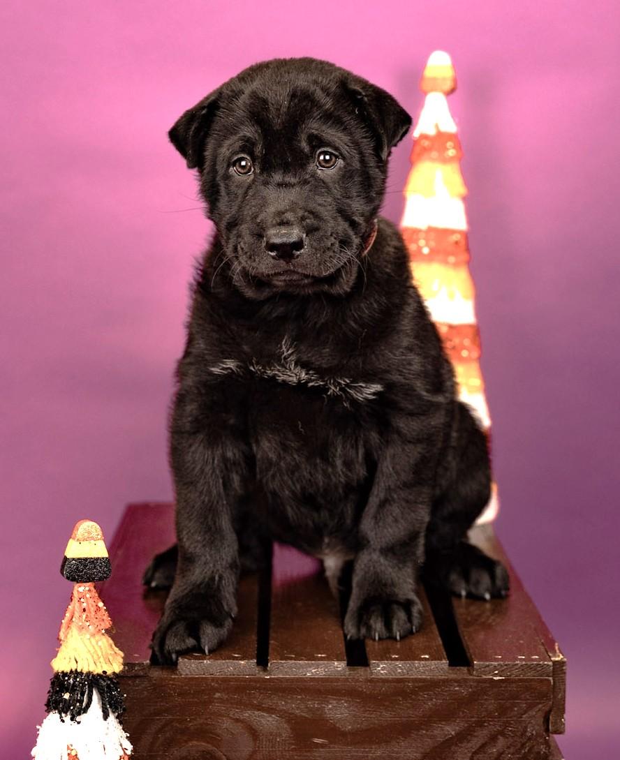 837-26, ADOPTABLE, Puppy • Male, Chow Chow.