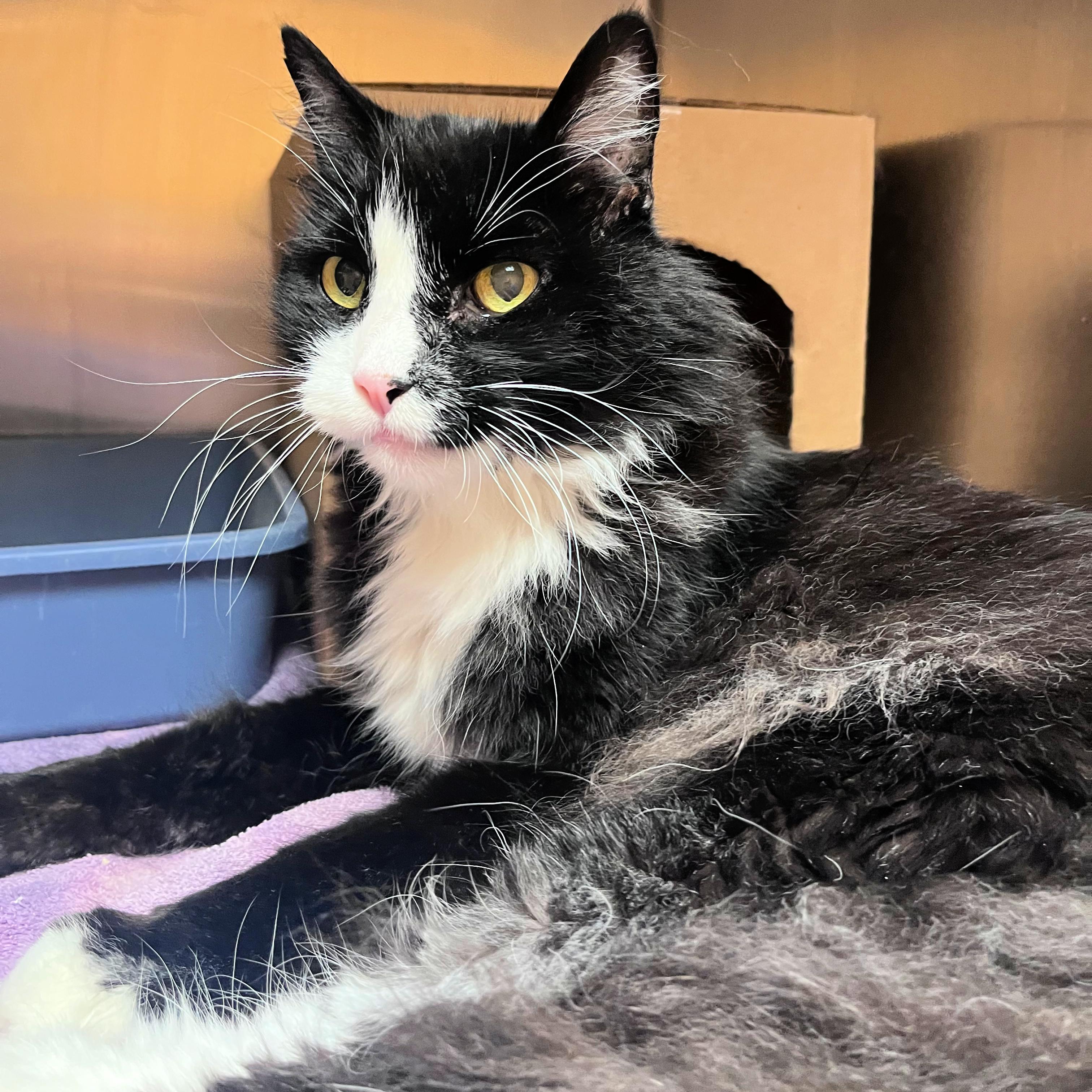 Alfie, ADOPTABLE, Senior Male Domestic Long Hair.