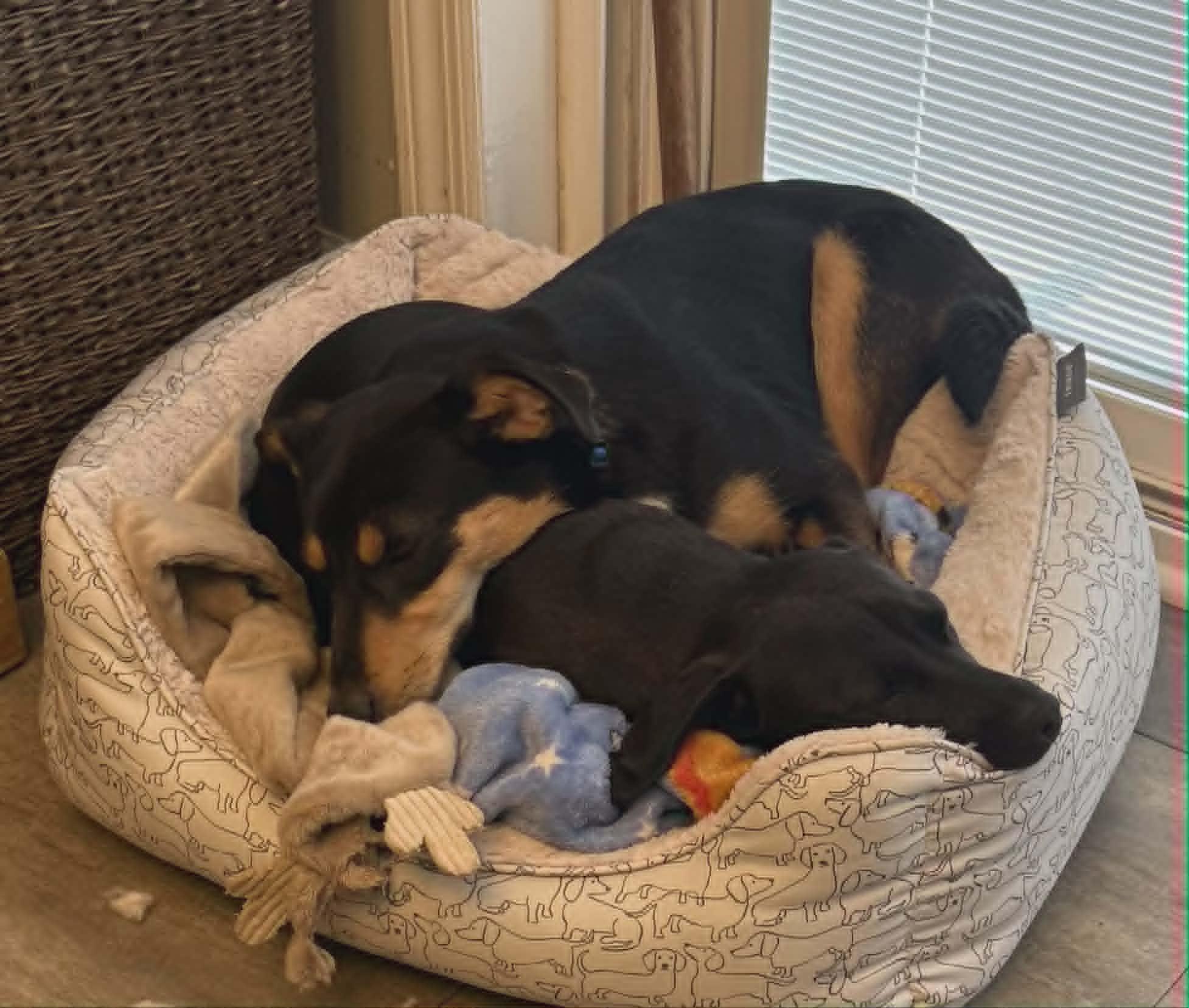 Enlarge Billie or Bronte (sisters, Separate homes), a Adopted mixed breed in Middletown, NY image 5/6