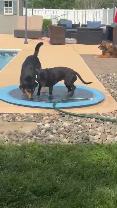 Enlarge Billie or Bronte (sisters, Separate homes), a Adopted mixed breed in Middletown, NY video 6/6
