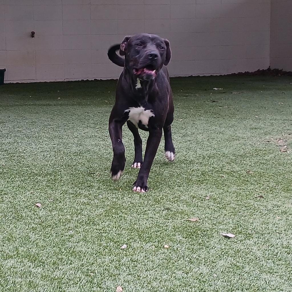 Rascal 2961, Adoptable, Adult Male Mixed Breed.