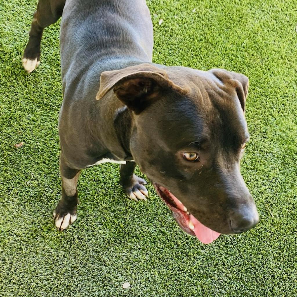 Enlarge Rascal 2961, a Adoptable Mixed Breed in Birmingham , AL image 2/6