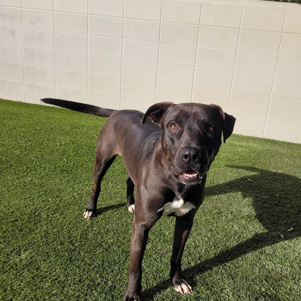 Enlarge Rascal 2961, a Adoptable Mixed Breed in Birmingham , AL image 3/6