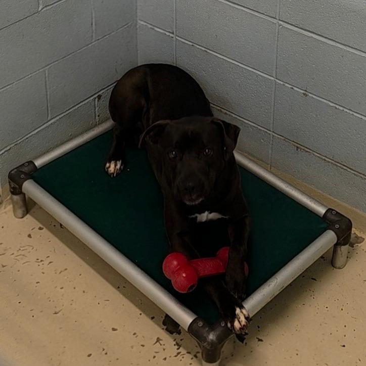 Enlarge Rascal 2961, a Adoptable Mixed Breed in Birmingham , AL image 4/6