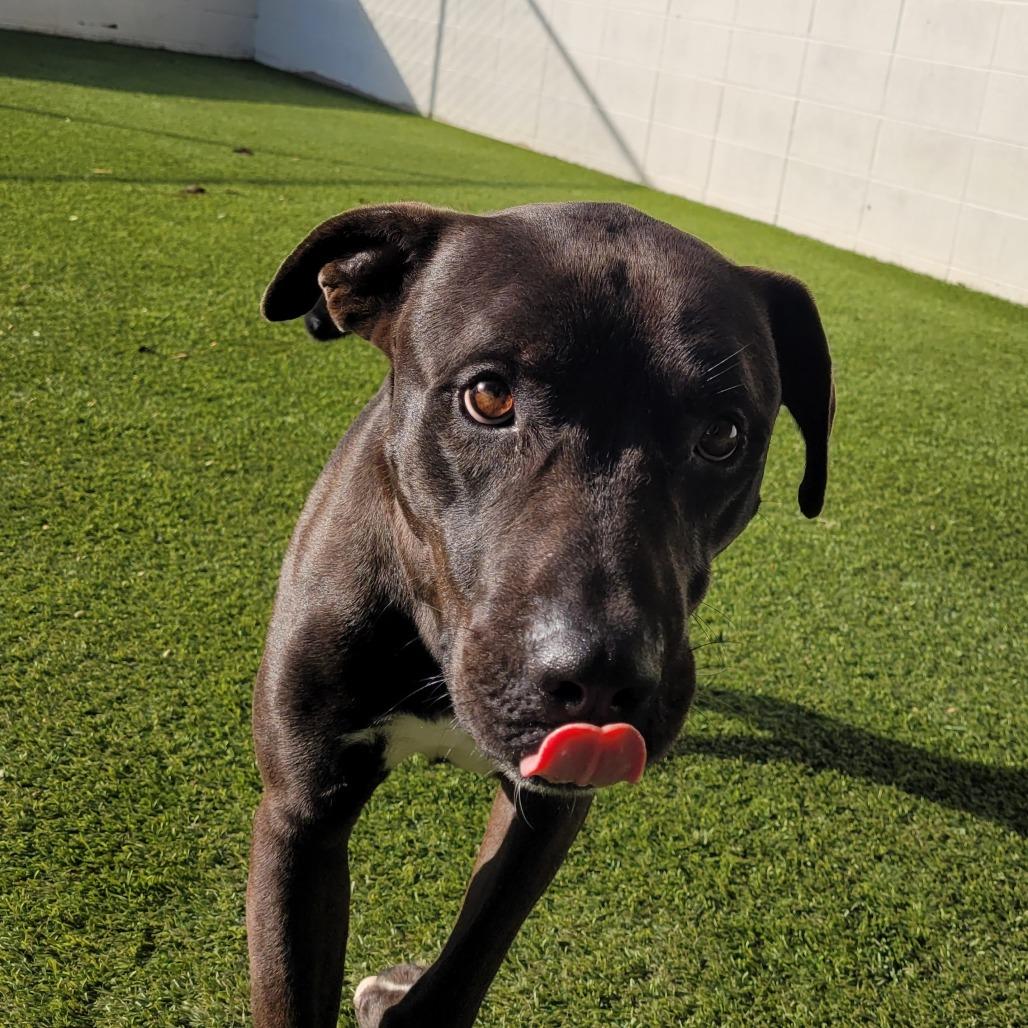 Enlarge Rascal 2961, a Adoptable Mixed Breed in Birmingham , AL image 5/6