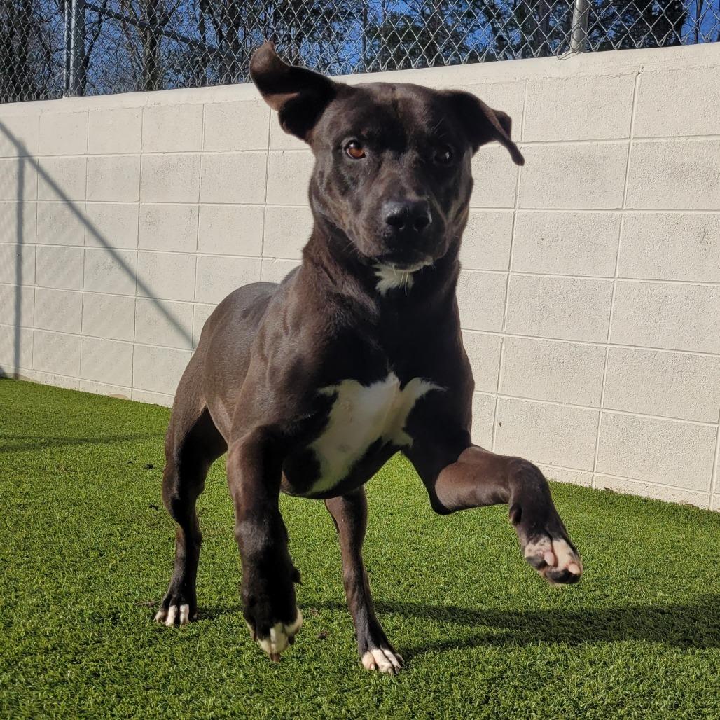 Enlarge Rascal 2961, a Adoptable Mixed Breed in Birmingham , AL image 6/6