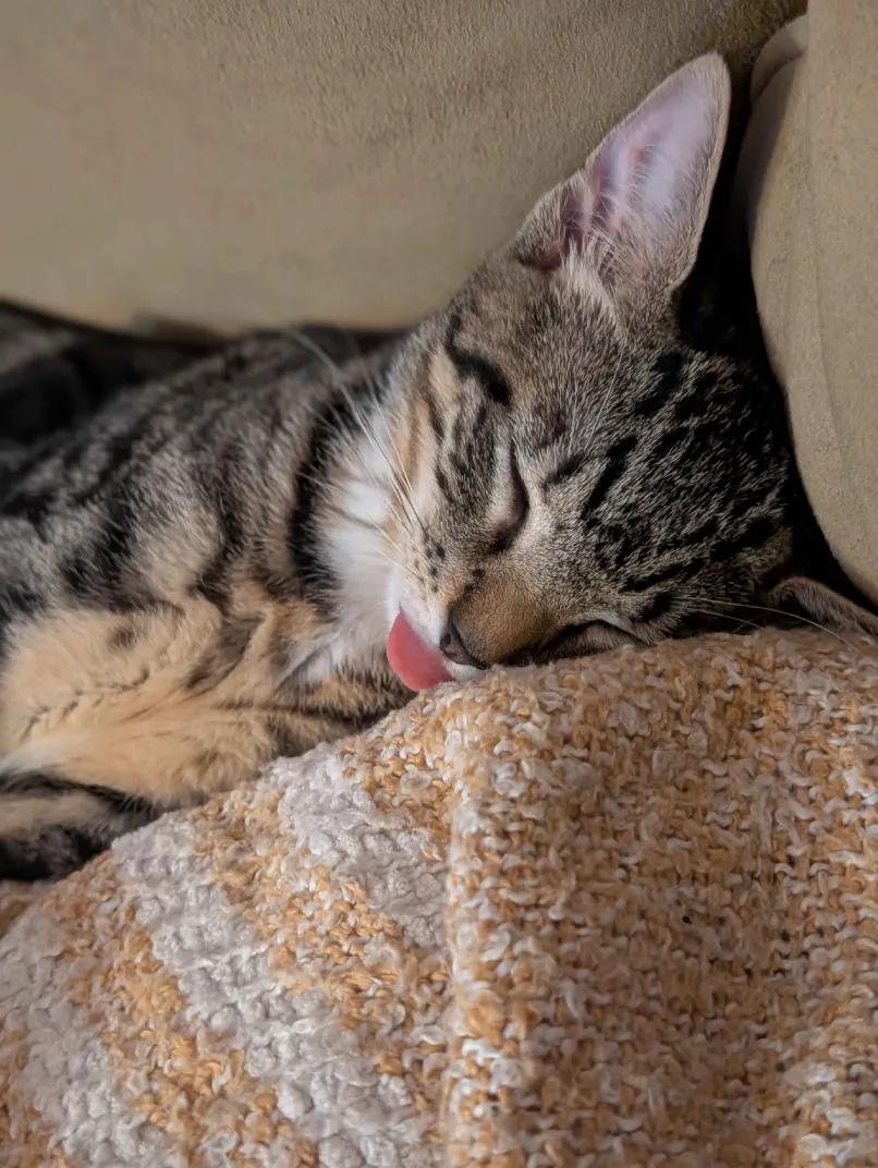 Fresno & San Francisco, a Adoptable Domestic Short Hair in Weehawken, NJ image 6/6