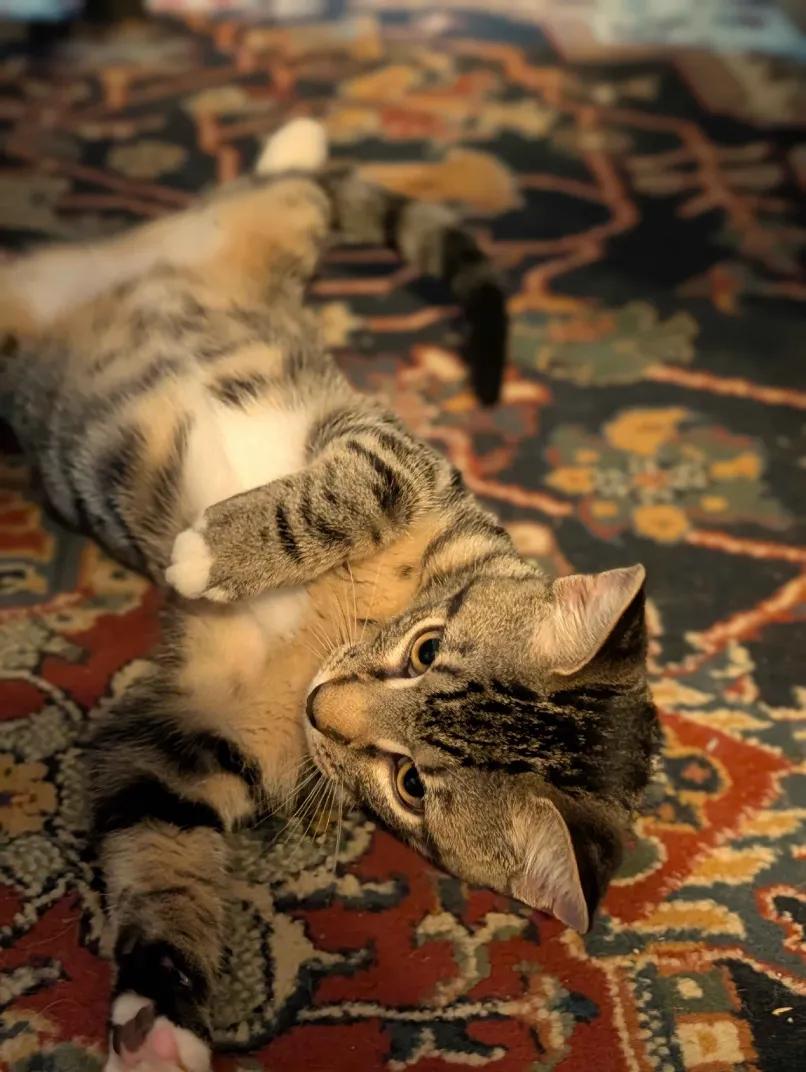 Fresno & San Francisco, a Adoptable Domestic Short Hair in Weehawken, NJ image 5/6