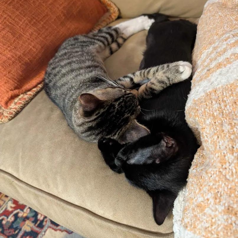 Fresno & San Francisco, a Adoptable Domestic Short Hair in Weehawken, NJ image 3/6