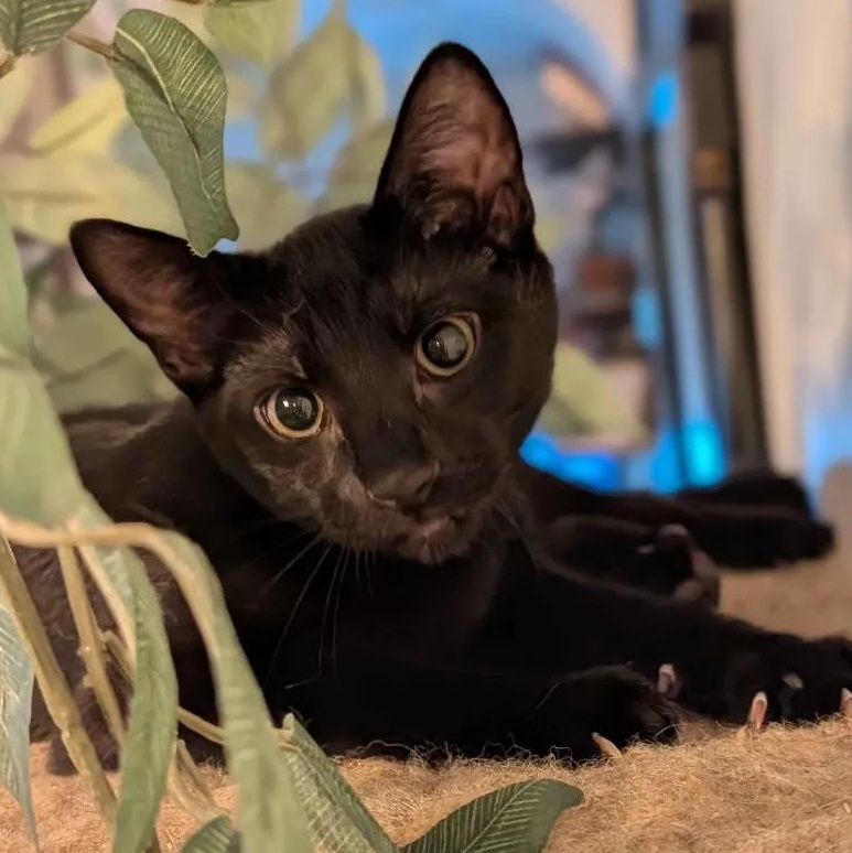 Fresno & San Francisco, a Adoptable Domestic Short Hair in Weehawken, NJ image 1/6
