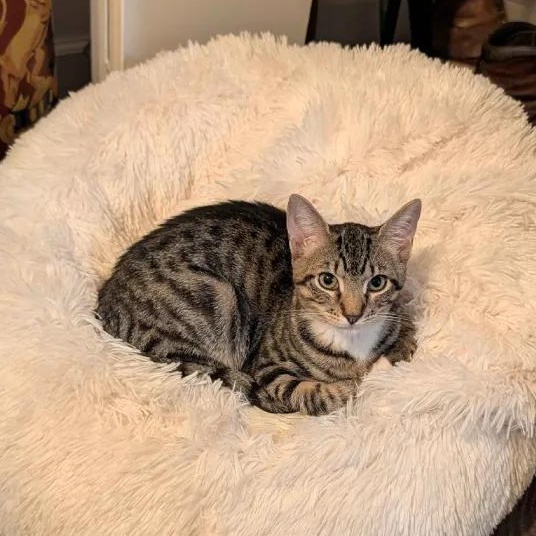Fresno & San Francisco, a Adoptable Domestic Short Hair in Weehawken, NJ image 2/6