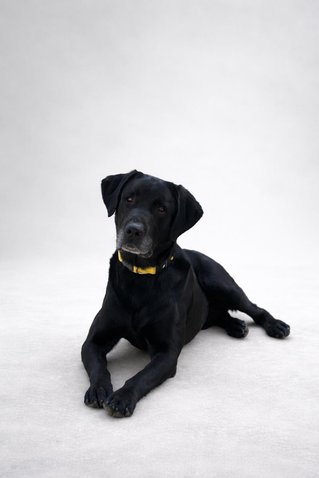 Enlarge Boo (dini), an adopted Black Labrador Retriever in Bakersfield, CA image 1/6