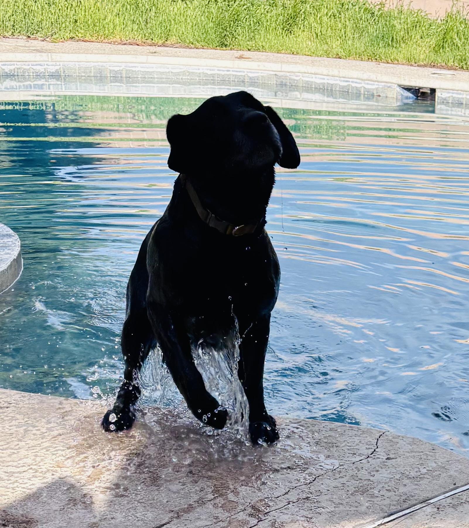 Enlarge Boo (dini), an adopted Black Labrador Retriever in Bakersfield, CA image 2/6