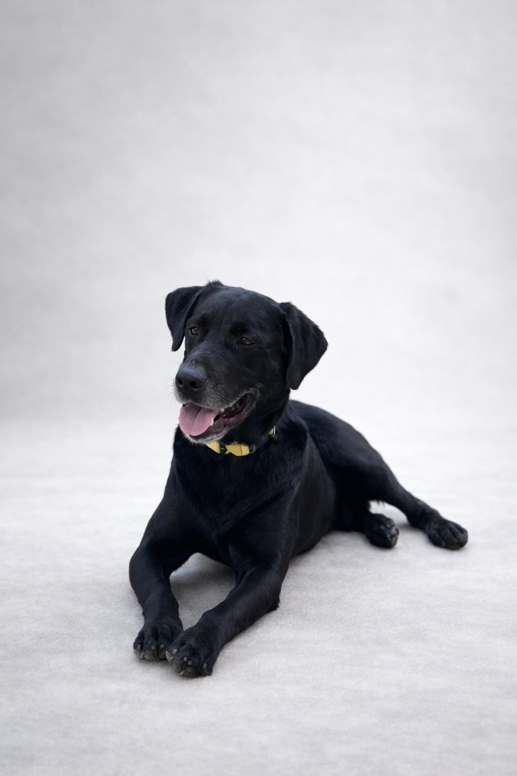 Enlarge Boo (dini), an adopted Black Labrador Retriever in Bakersfield, CA image 6/6