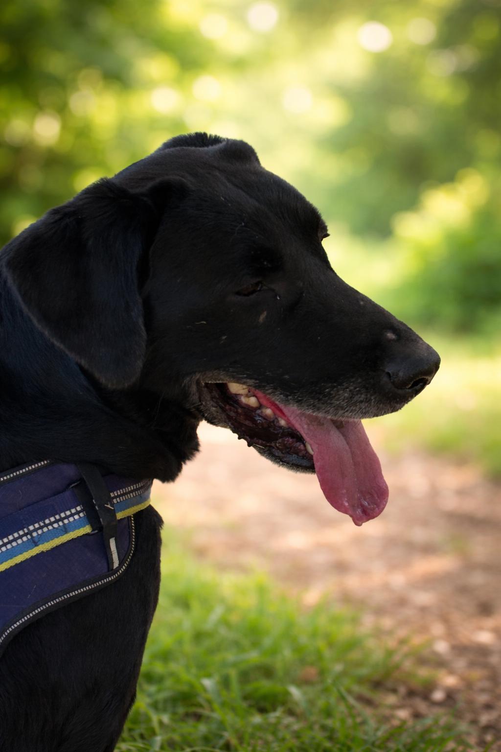 Enlarge Boo (dini), an adopted Black Labrador Retriever in Bakersfield, CA image 5/6