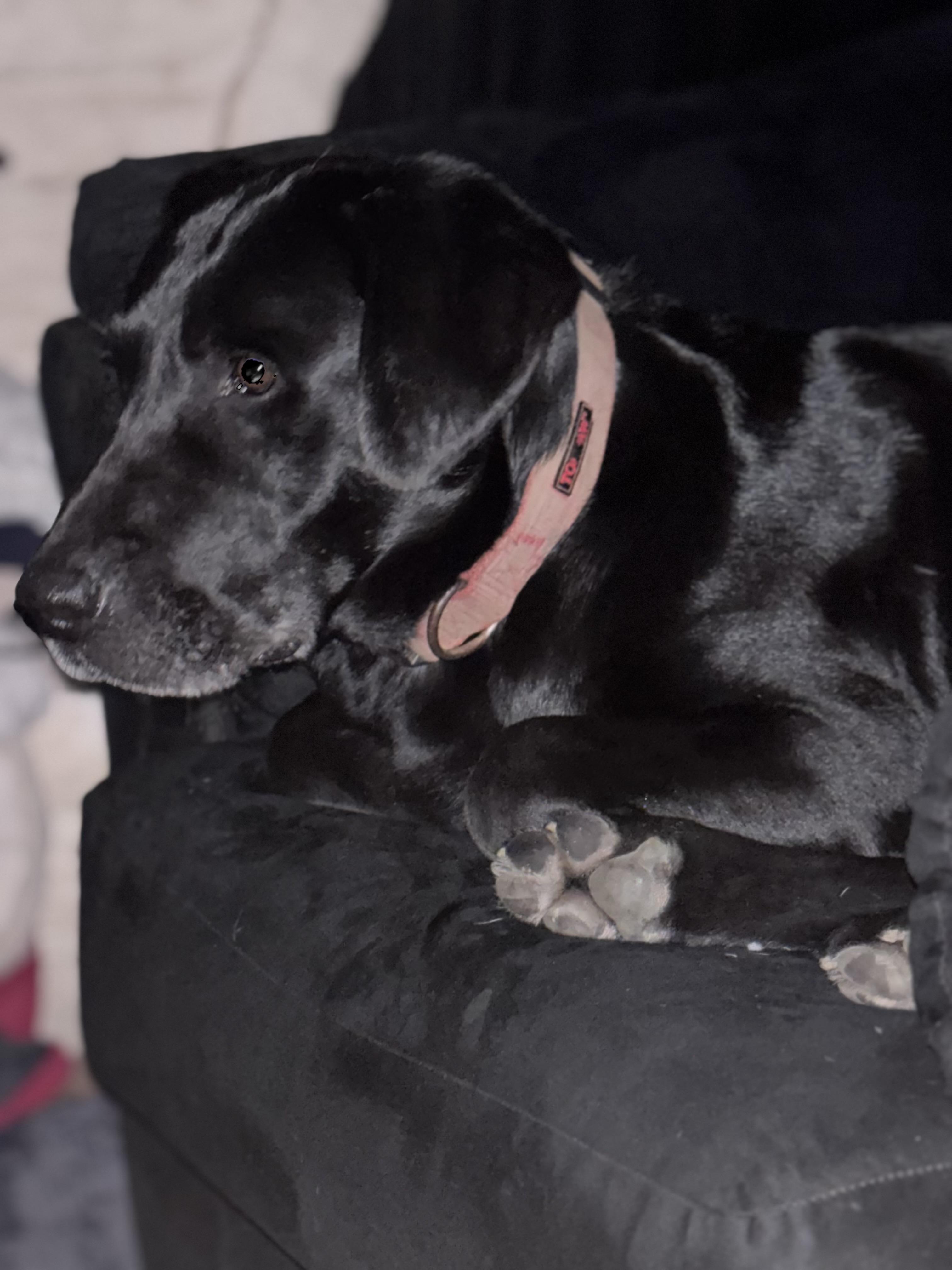 Enlarge Boo (dini), an adopted Black Labrador Retriever in Bakersfield, CA image 4/6