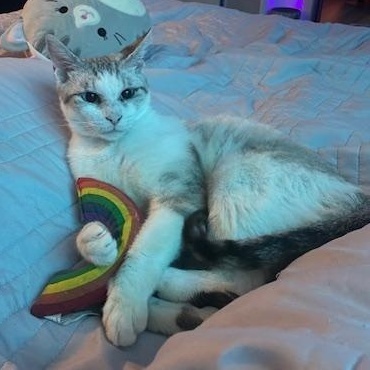 Enlarge Persephone, a Adoptable Siamese in Los Angeles, CA image 3/6