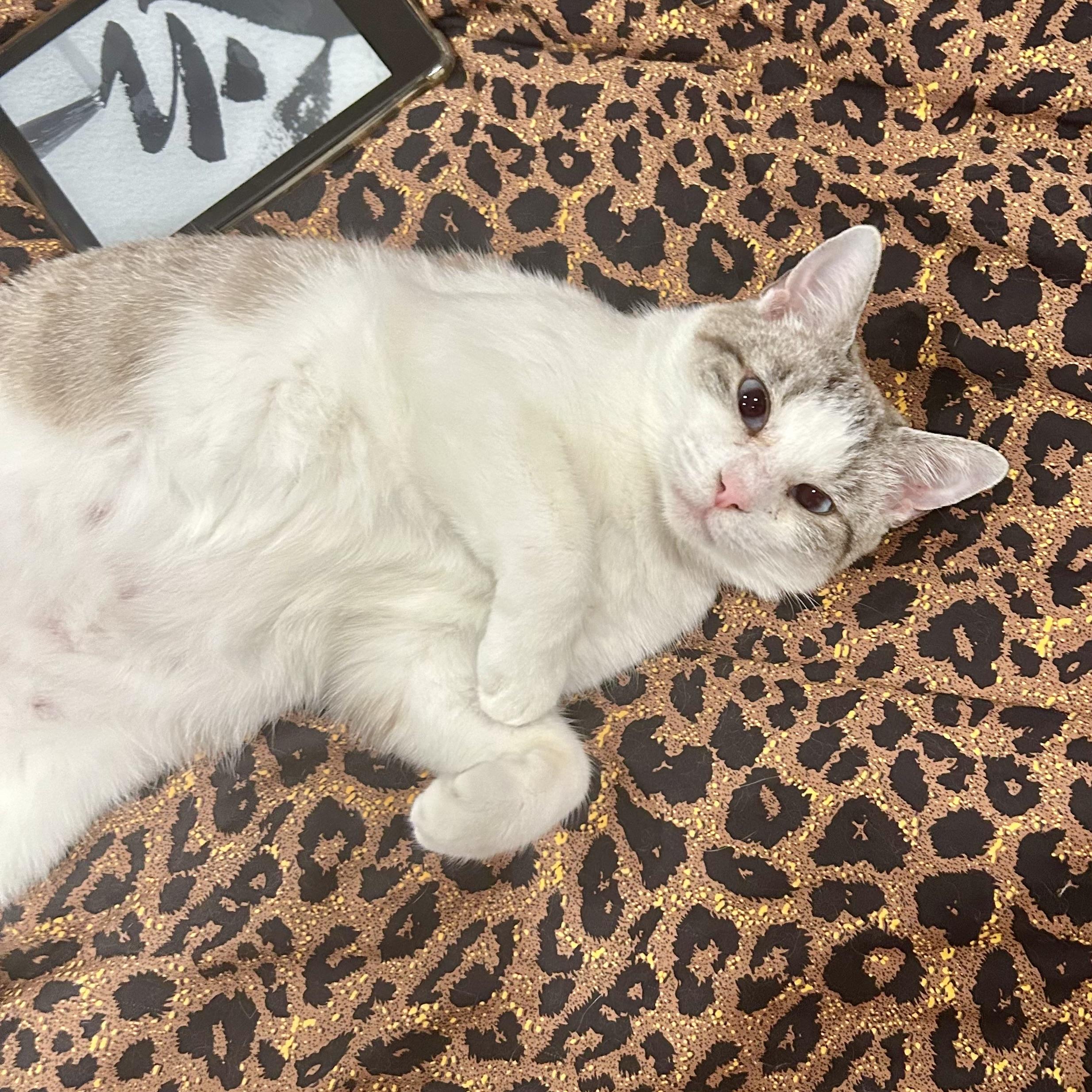 Enlarge Persephone, a Adoptable Siamese in Los Angeles, CA image 1/6